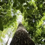 Países defendem fundo florestal com recursos carimbados para indígenas