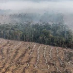 Apenas 7% de ações judiciais de grilagem na Amazônia têm condenação
