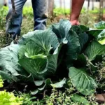 Agricultura familiar receberá R$ 60 milhões para produção de bioinsumo