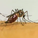 Doenças transmitidas por mosquitos serão “novo normal” na Europa