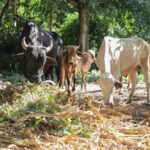 ALERR destaca leis importantes que beneficiam pequenos agricultores