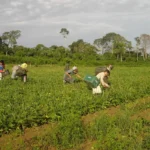 Lista de desconto em crédito para a agricultura familiar é ampliada