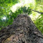 Mudança climática: gigantes da Amazônia podem ajudar cientistas