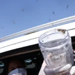 Saúde libera mosquitos estéreis para frear reprodução do Aedes