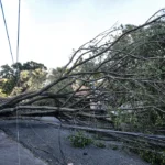 Queda de árvore provoca morte em Guarulhos, diz Defesa Civil