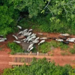 Funai solicita apoio da PF para investigar emboscada no Pará