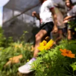 Dia da Educação Ambiental destaca iniciativas de conscientização