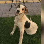 Cachorro comunitário Abacate é morto por um tiro no Paraná