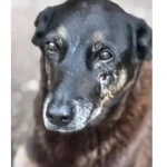 Caso Orelha: o que se sabe sobre até agora sobre a morte do cão em SC