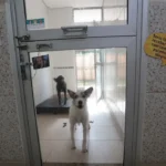 Justiça condena lojista a 5 anos de reclusão por maus-tratos a cães