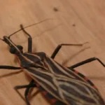 Ananindeua, no Pará, tem surto de casos da doença de Chagas