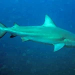Tubarão-cabeça-chata é provável espécie que atacou garoto em Olinda