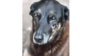 cao orelha de praia brava