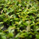 Mata Atlântica: de bioma devastado a exemplo de restauração florestal