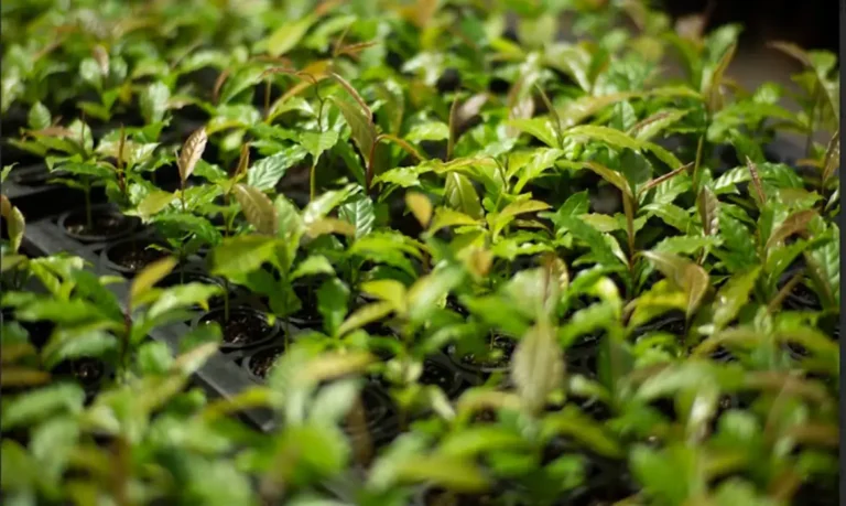 mudas de jequitiba rosa cariniana legalis em crescimento