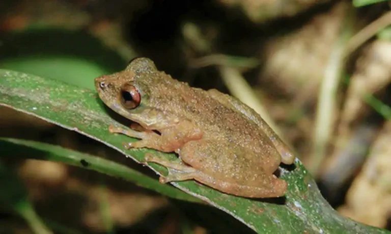 nova especie de perereca e descoberta no cerrado mineiro